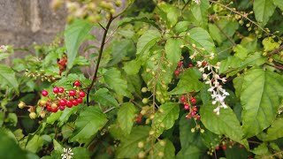 Pigeonberry  Blood Berry Rivina humilis [upl. by Kimmel]