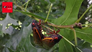 InsektenInvasion Billionen Zikaden werden im April in USA ausschwärmen [upl. by Lunn779]