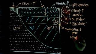 Light Zonation in Lake Ecology Extra Edge for NEET Limnetic Littoral Profundal Benthic Zones [upl. by Alake]