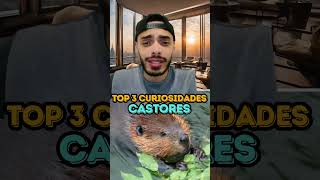 CASTORES  TOP 3 CURIOSIDADES [upl. by Stanzel]