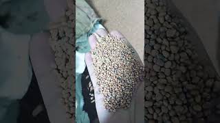 Seed Cleaning Machine PART1 agriculture seeds germination durgaseeds knowledge [upl. by Drida]