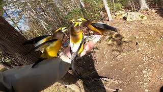 Evening Grosbeak Frenzy [upl. by Gustav390]