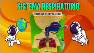 COMO HACER UNA MAQUETA DEL SISTEMA RESPIRATORIO [upl. by Medorra]