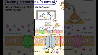 resting membrane potential is potential difference between both sides of membrane see detailed video [upl. by Adina864]