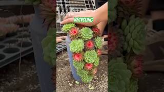 Succulent DIY ideas 🪴 suculentas 다육이들 多肉植物 plants shorts Shorts [upl. by Marylynne]