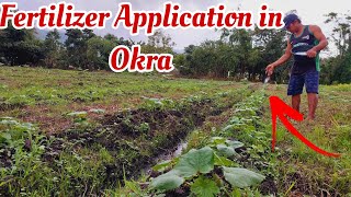 Fertilizer Application in Okra Farming [upl. by Kaczer]