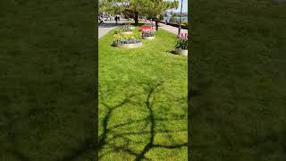 Tulip Festival in Morges Switzerland Hyperlapse film [upl. by Ynetruoc606]