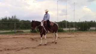 Teaching a Horse to Back Up Part 1 Groundwork and Hackamore [upl. by Suixela185]