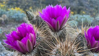 AZ Plant Reviews Hedgehog Cactus Echinocereus engelmannii [upl. by Schlosser669]