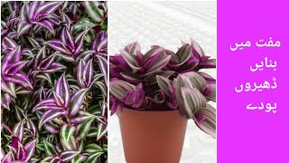 Wandering Jew care tips beginners friendly plant hanging plant [upl. by Thomas]