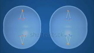 Homologous Recombination A Vital Mechanism for DNA Repair and Genetic Diversity [upl. by Cart]