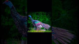 Ocellated Turkey [upl. by Yug]