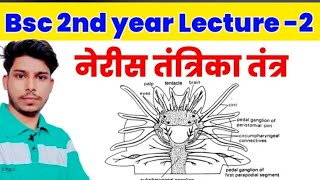 Bsc 2nd year Lecture 2  Neris Nerves system  नेरिस का तंत्रिका तंत्र  neris  नेरीस  neris kya [upl. by Ames]