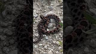 Dusky Pygmy Rattlesnake [upl. by Aznola]