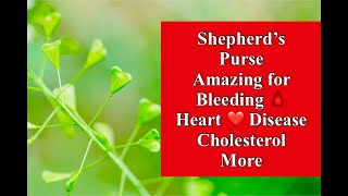 Shepherd’s Purse Amazing for Bleeding Heart Disease Cholesterol [upl. by Olia]