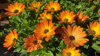 Crazy hard Osteospermum prune in mid summer  gets beautiful results in a few weeks [upl. by Irak]