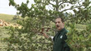 White Pine Blister Rust symptoms and pruning demo  Barnyards amp Backyards [upl. by Arhna422]