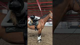 Have you tried this before 🤪🫶🏻 equestrian horse youtubeshorts explore like subscribe [upl. by Nellaf]