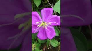 spanishshawlrudraglorybushplant heterotisrotundifolia pinklady rockrose melastomataceae [upl. by Fafa606]