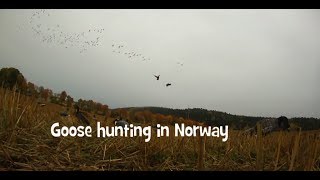 Goose hunting 2013 Norway Steinkjer 100 geese season [upl. by Oilegor196]