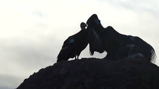 California Condors and Turkey Vultures  High Peaks  Pinnacles National Park [upl. by Sarina515]