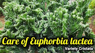 How to Grow and Care Euphorbia Lactea cristata [upl. by Lativa]