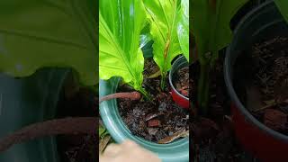 Anthurium stem cutting Propagation plantingtips happygardening [upl. by Fredette679]