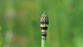 Equisetum hyemale scouring rush [upl. by Enortna]