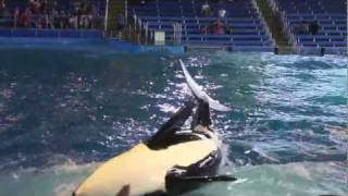 shamu attack killer whale attacks the audience касатка кит убийца [upl. by Elitnahc]