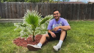 I planted a California Fan Palm in Colorado [upl. by Holli737]