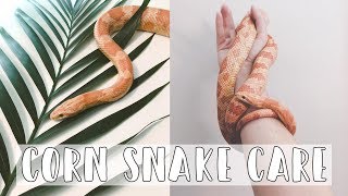 Corn Snakes 101 The Basic Corn Snake Care Guide 2019 [upl. by Nylleoj]