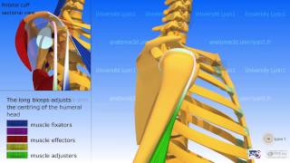 Posterior elevation of the arm and synergies of the rotator cuff [upl. by Asquith]