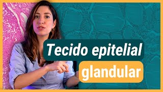 TECIDO EPITELIAL glandular  Histologia [upl. by Iddo]