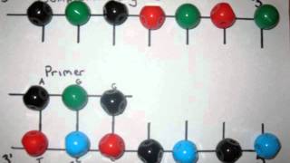 DNA sequencing The Sanger method [upl. by Lesak]