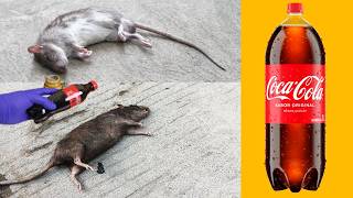 COCACOLA EL VENENO MAS PODEROSO PARA RATAS RATONES y CUCARACHAS EN CASA 5 minutos despues [upl. by Hahsia754]