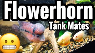 Community Tank Mates for Flowerhorn Fish [upl. by Wsan]