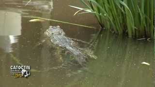 Catoctin Zoo American Alligator feeding time [upl. by Yelserp]