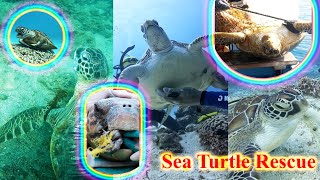 Kind men rescue sea turtles entangled in nets and fishing lines shorts turtle seaturtles pets [upl. by Karub951]