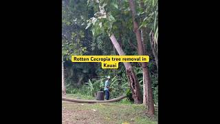 Cecropia tree Embaúba removal in Kauai Tree work Tree care Agroforestry [upl. by Assilac991]