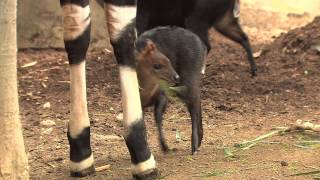 Adorable Black Duiker Born at the San Diego Zoo [upl. by Ymaj]