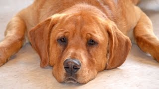 Special Needs Dog the Only Pup Left After Adoption Event Finds Forever Home [upl. by Adkins]