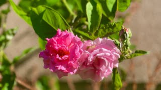 Fragrant Climbing Rose  Zephirine Drouhin  A Hint Of Perfume In The Air [upl. by Far]