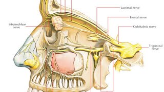 maxillary nerve block impaction management of vasovagal attack by Dr Elshamaa [upl. by Anilos]