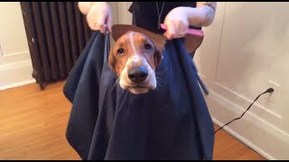 basset hound haircut [upl. by Yelhak]