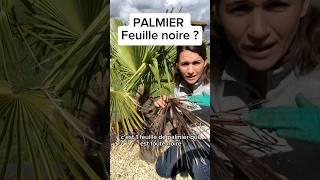 Tutorial tailler un palmier  tutorial palmier taille palmeiras jardin arbre tree plant [upl. by Ellerehc844]