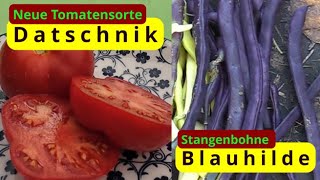 NeueTomatesorte Datschnik amp Stangenbohne Blauhilde [upl. by Anemix]