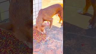 Deformed Stray Dog in Puerto Rico [upl. by Okikuy]