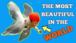 Most Beautiful Red Cap Oranda Goldfish in the World [upl. by Netsirc]