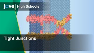 Tight Junctions  Cell Bio  Video Textbooks  Preview [upl. by Drahsar183]