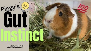 Piggy Vlog Piggys Gut Instinct 20240225 EP21 [upl. by Odessa]